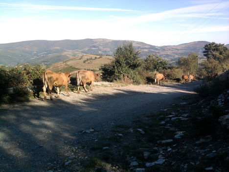 Galiciában nagyon sok a szarvasmarha