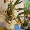 kaktuszom virága