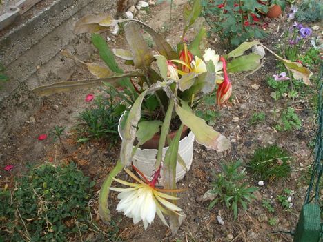 kaktuszom virága