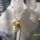 Orchidea_1028684_9336_t