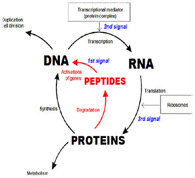 peptid Bioregulátor