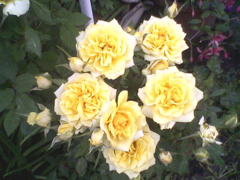 sárga rózsafa