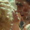 Water for Elephants trailer képek 12