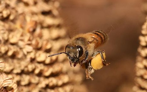 1 kg mézért a méhnek kb. 450.000 km-t kell megtennie.