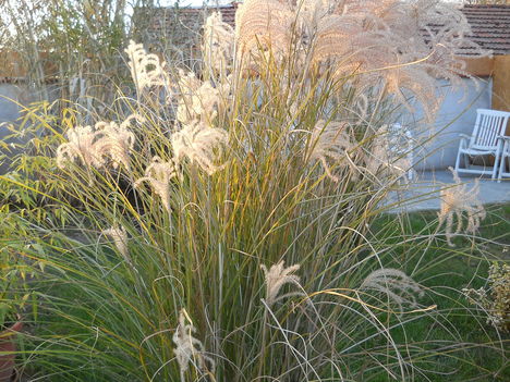virágok 2011 oktober 008