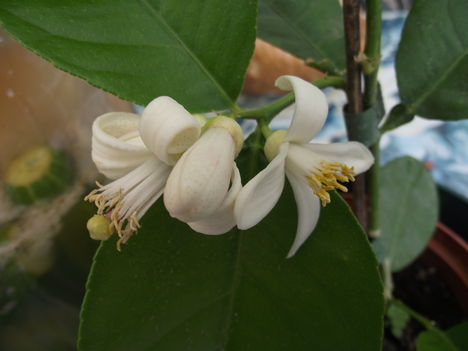 citromfa virága