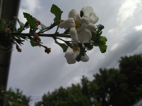 Citromfa virága