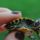 Ekszer__1292051_3752_t