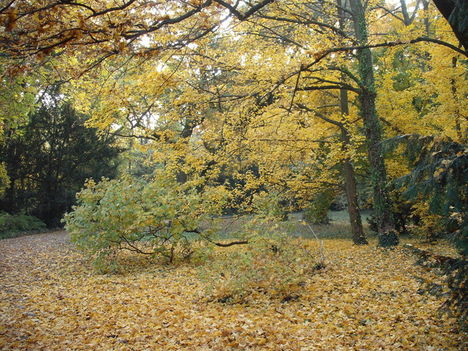 Fák ősszel 12