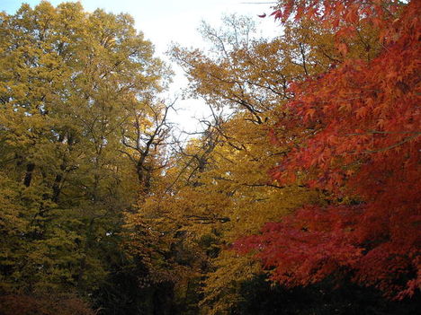Fák ősszel 13