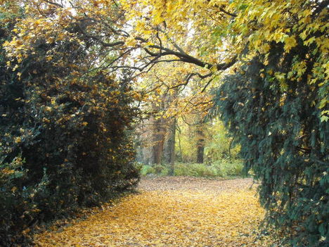Fák ősszel 14