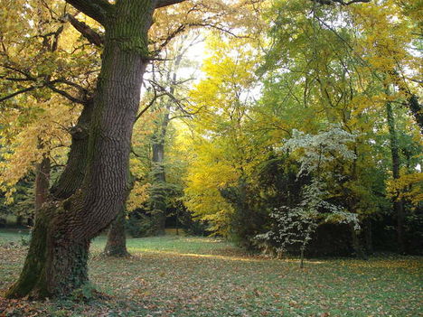 Fák ősszel 15