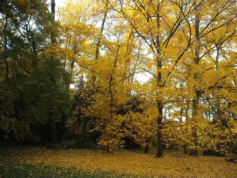 Fák ősszel 17