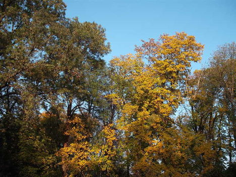 Fák ősszel 18