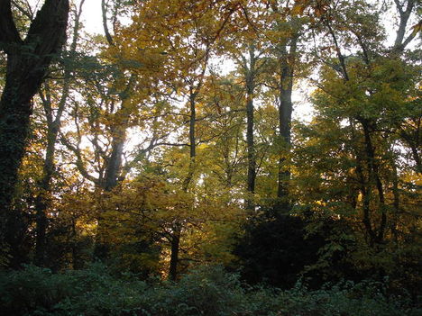 Fák ősszel 19