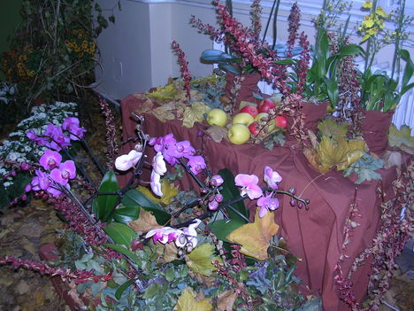 orchidea kiállítás 2011. nov.05. 049