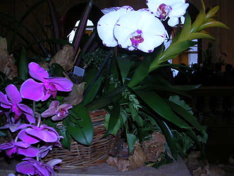 orchidea kiállítás 2011. nov.05. 192