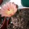 chilei répagyökeres kaktusz