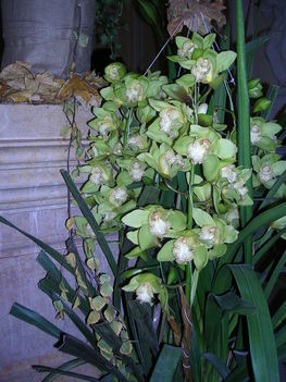 orchidea kiállítás 2011. nov.05. 025