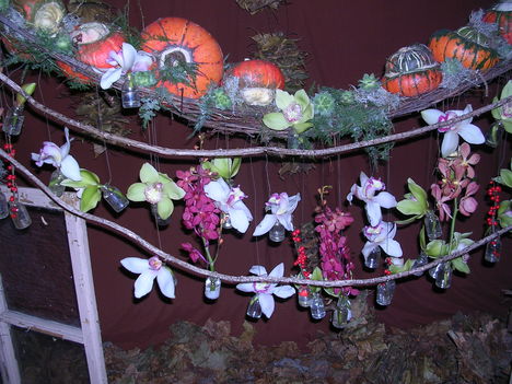 orchidea kiállítás 2011. nov.05. 026