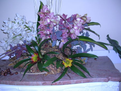 orchidea kiállítás 2011. nov.05. 028