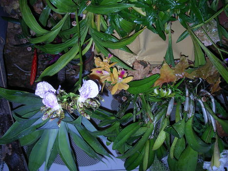 orchidea kiállítás 2011. nov.05. 034