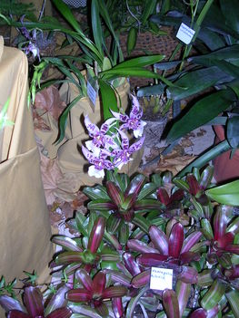 orchidea kiállítás 2011. nov.05. 038