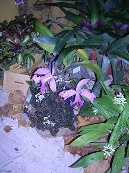 orchidea kiállítás 2011. nov.05. 040