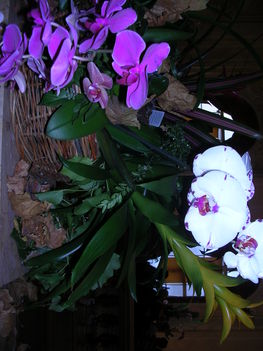 orchidea kiállítás 2011. nov.05. 042