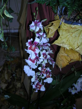 orchidea kiállítás 2011. nov.05. 052