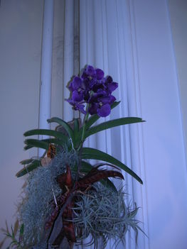 orchidea kiállítás 2011. nov.05. 056