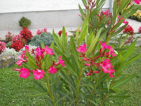 2011 szeptember leander virágai 008