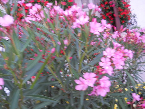2011 szeptember leander virágai 010