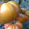 Ananász izű, 50-60 dkg-os paradicsom