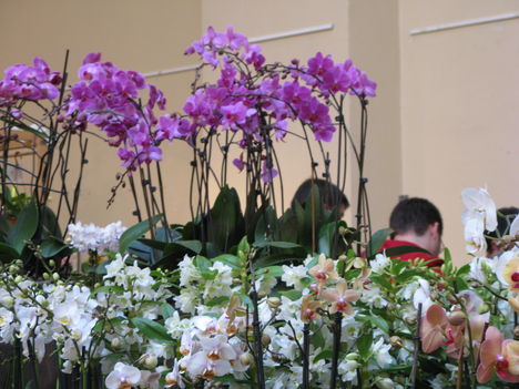 Orchidea kiállítás2011.11.04