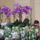 Orchidea_kiallitas20111104-002_1297429_6399_t