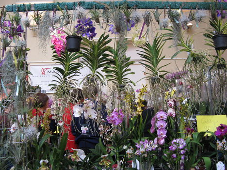 Orchidea kiállítás2011.11.04