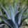 Agave_1298800_2348_t