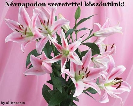 csokr rosza kihugomnak tilos elvíní 9