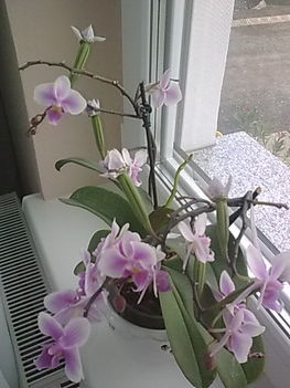 Ilyen az orchidea magszár !