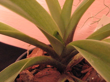 Paphiopedilum insigne (2.)