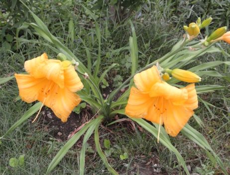 v 11 ; Hemerocallis  Golden Dewdrop