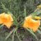 v 11 ; Hemerocallis  Golden Dewdrop
