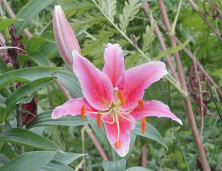 v 12 ; Lilien Oriental Acapulco