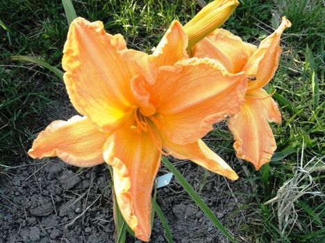 v 15 ; Hemerocallis Curls