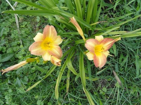 v 20 ; Hemerocallis Artist Favorite