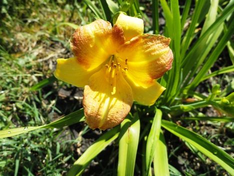 v 21 ; Hemerocallis Artist Favorite