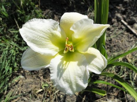 v 23 , Hemerocallis  Whyte fantasy