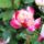 V_25__rozsa__gaumo_teahybrid_1298942_9580_t