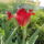 V_27__tulipan_1298944_8029_t